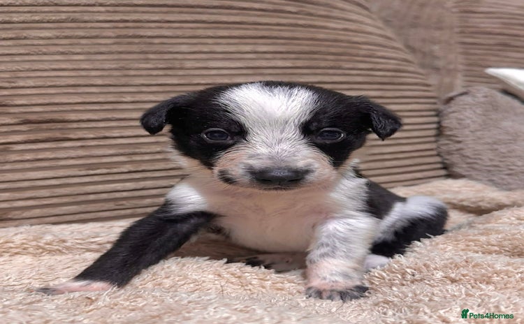 Mixed Breed dogs - Advert 3