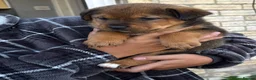 Mixed Breed dogs for sale: American Akita x Rottweiler  - Advert 4