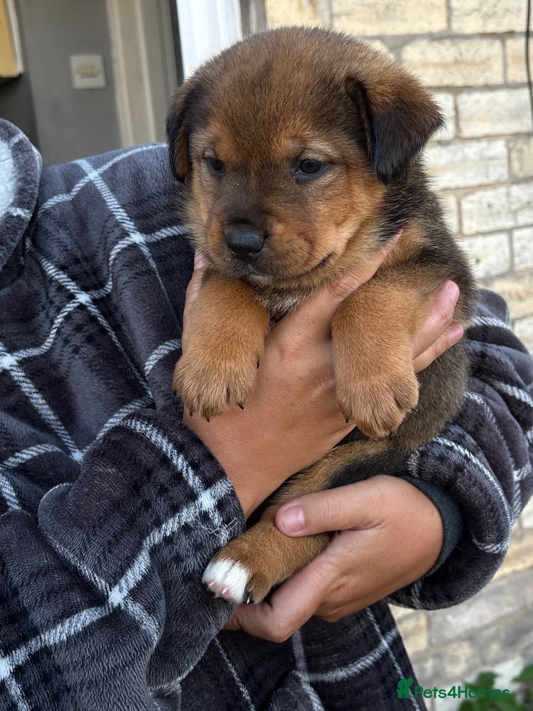 Mixed Breed dogs for sale: American Akita x Rottweiler  - Advert 4