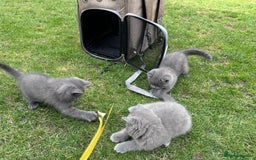 Brazilian Shorthair cats for sale: I'll put in good hands - Image 14