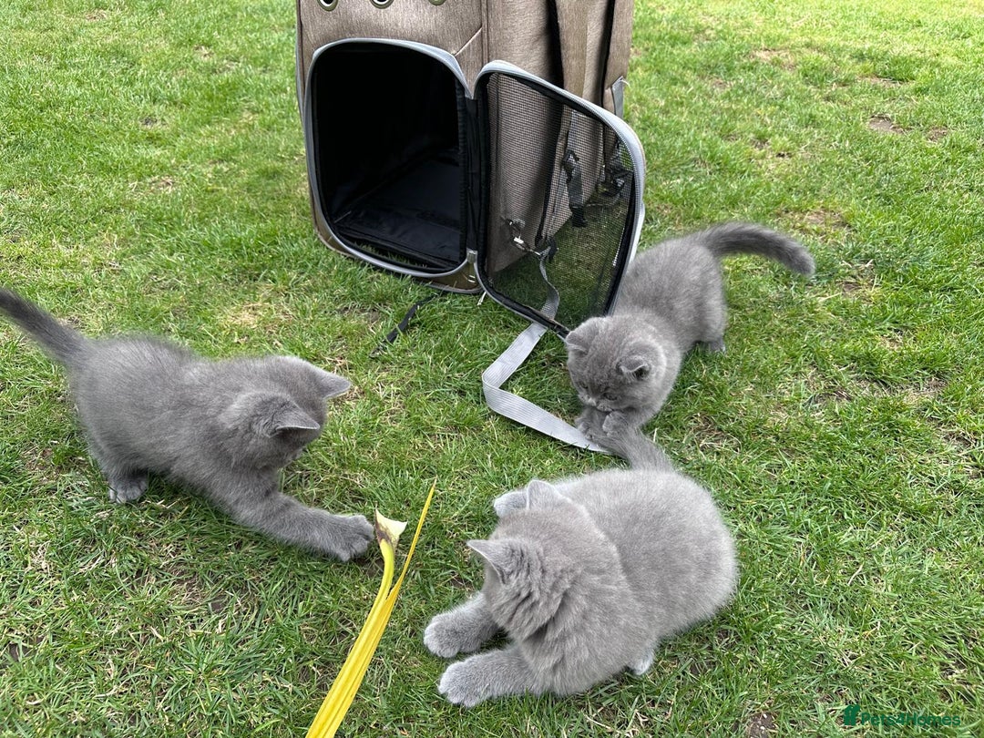 Brazilian Shorthair cats for sale: I'll put in good hands - Image 14