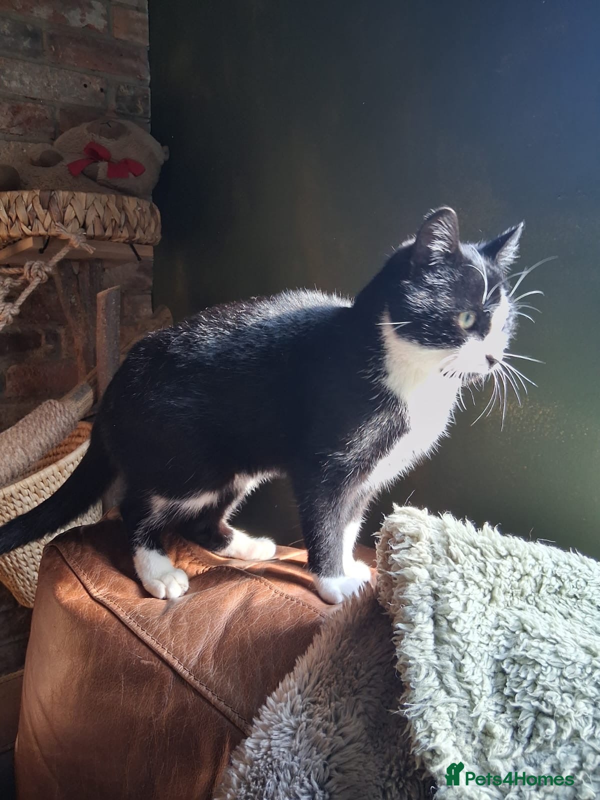 Mixed Breed cats  **  found as a stray 😞 - Advert 5