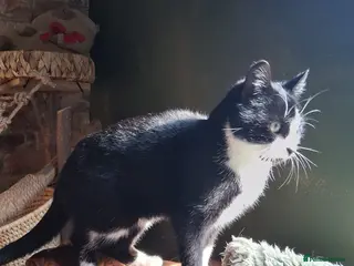 Mixed Breed cats ** found as a stray 😞 - Advert 5