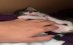 Domestic Shorthair cats for sale: 3 kittens for sale. 2 boys one girl - Image 12