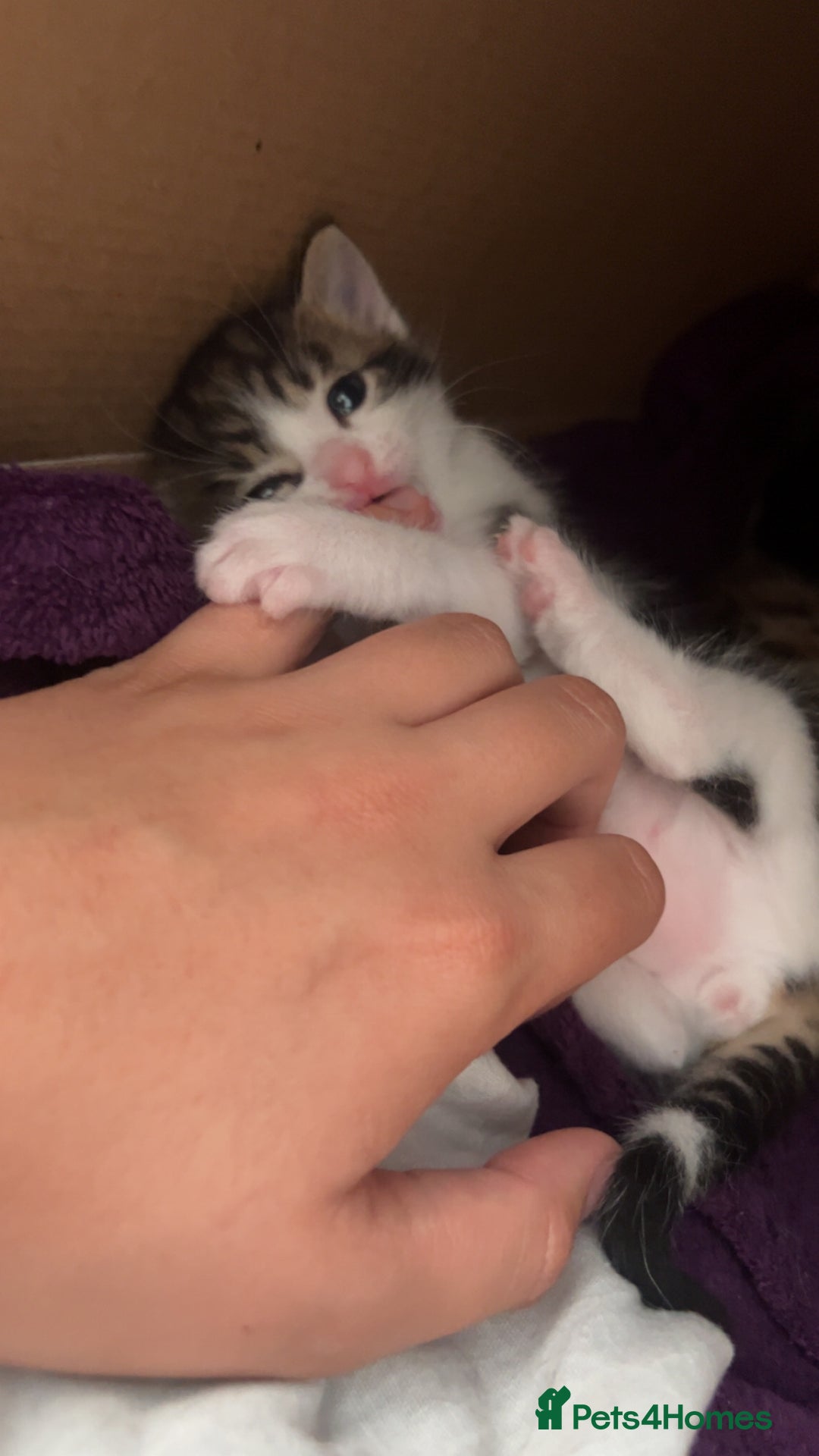 Domestic Shorthair cats for sale: 3 kittens for sale. 2 boys one girl - Image 12