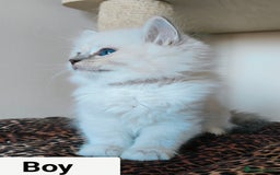 Ragdoll cats for sale: GCCF REGISTERED EUROPEAN LINE RAGDOLL KITTENS  - Image 30