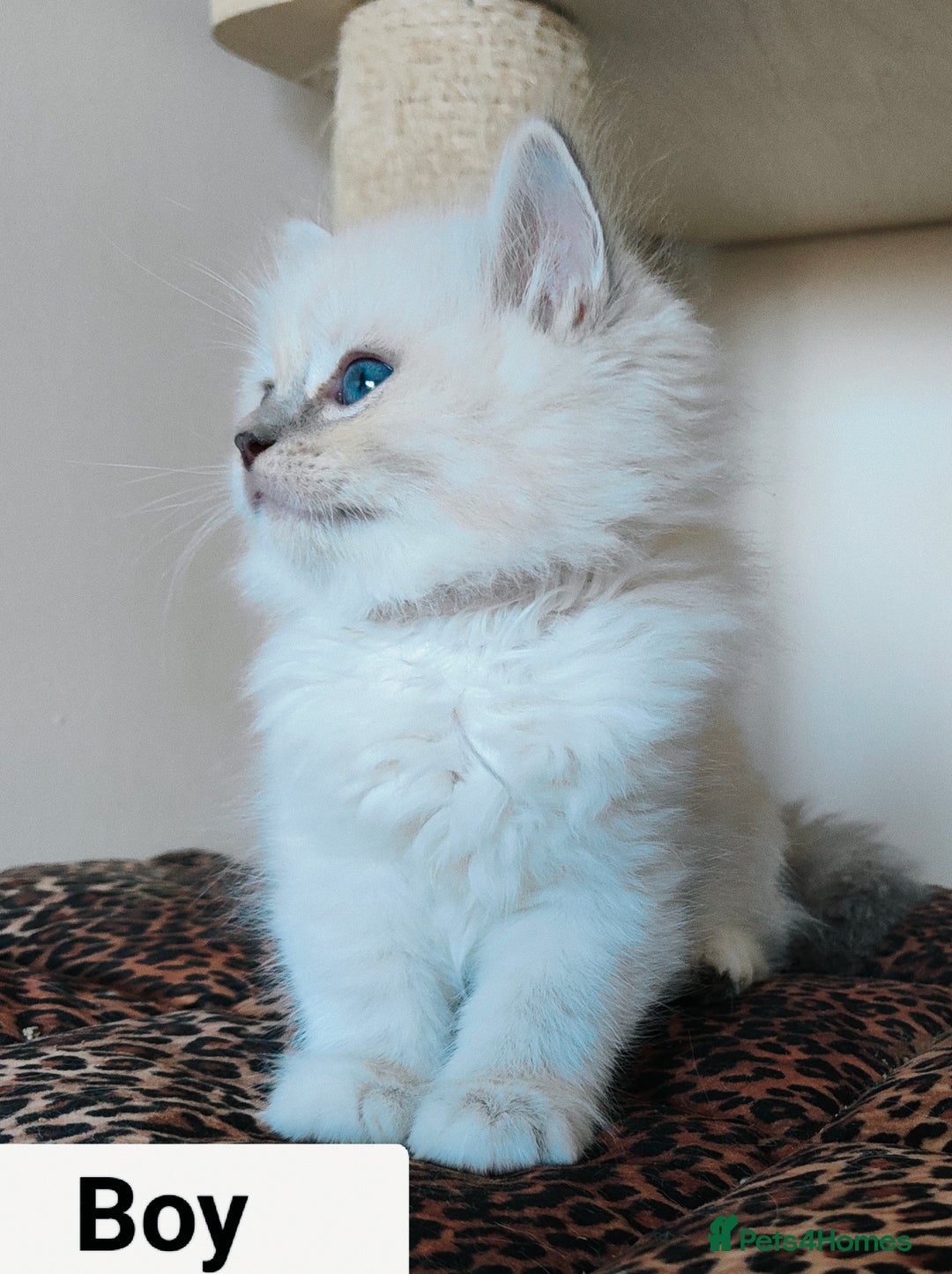 Ragdoll cats for sale: GCCF REGISTERED EUROPEAN LINE RAGDOLL KITTENS  - Image 30