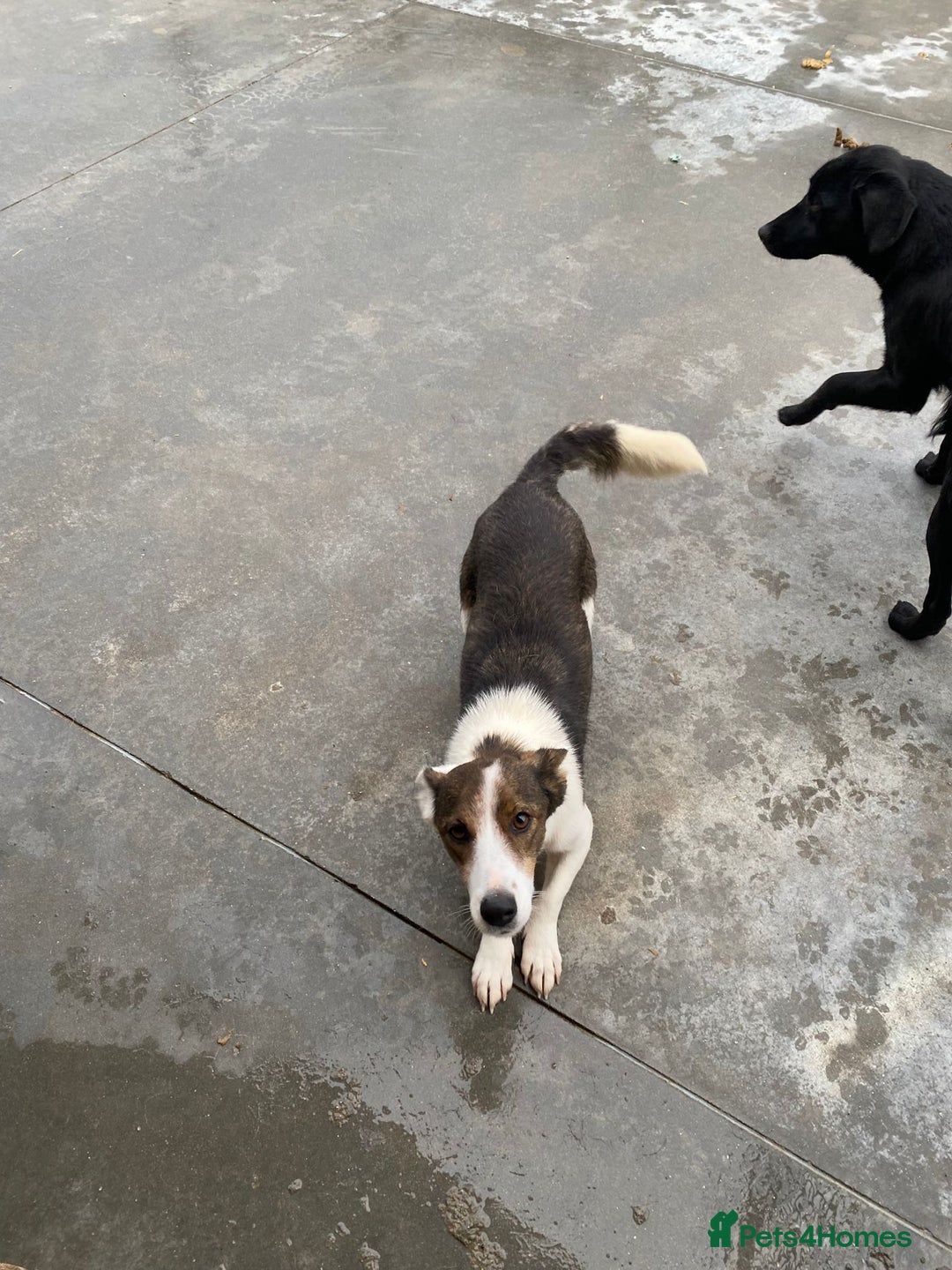 Mixed Breed dogs for adoption: Dorrie, 5 years approx. Available for adoption. - Advert 5