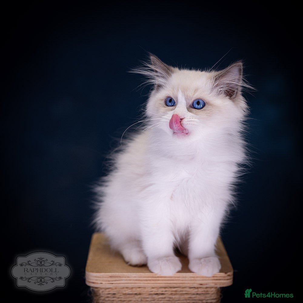 Ragdoll cats Ragdoll Bicolor Kitten Boy LPCA - Advert 1