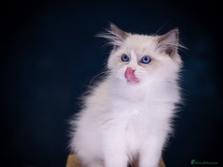 Ragdoll cats Ragdoll Bicolor Kitten Boy LPCA - Advert 6