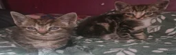 Mixed Breed cats for sale: Kittens - Advert 7