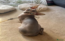 Sphynx cats for sale: 4 Beautiful sphynx kittens available - Image 7