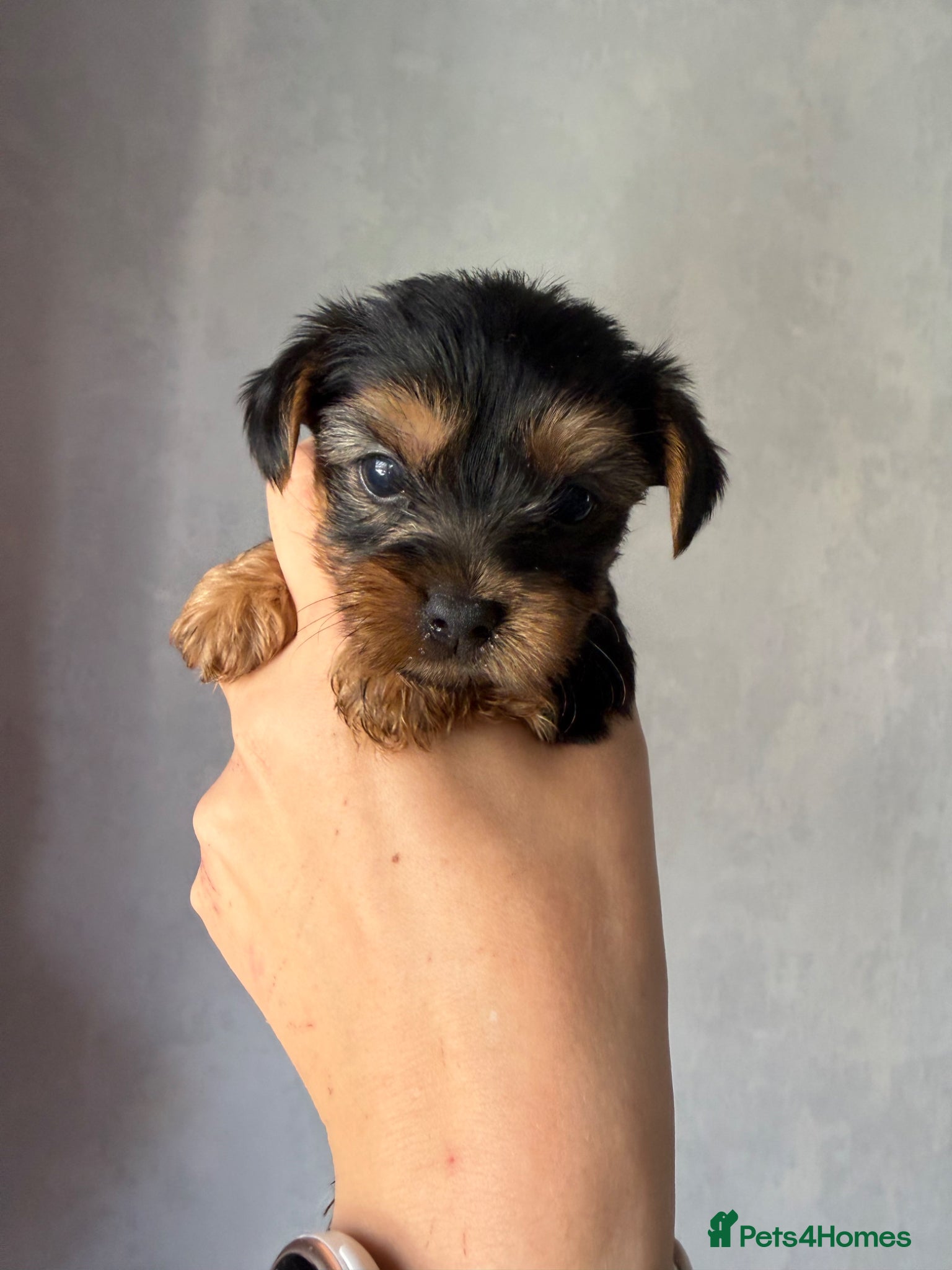 Yorkshire Terrier dogs for sale: Mini Yorkshire terrier 2kg  - Advert 5