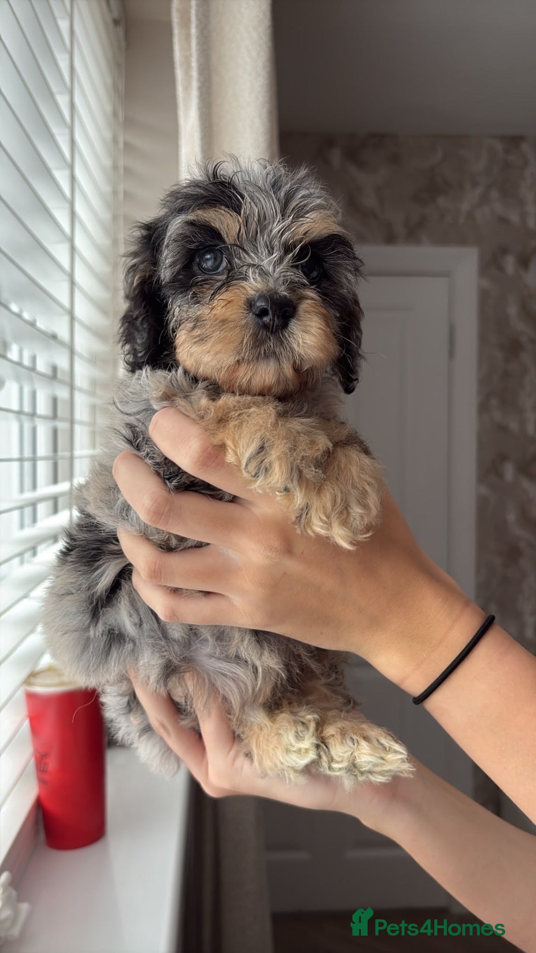 Cockapoo dogs for sale: Cockapoo Puppies  - Advert 2