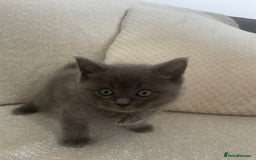 Ragdoll cats for sale: Cuddly & Sweet Ragdolls - Image 14