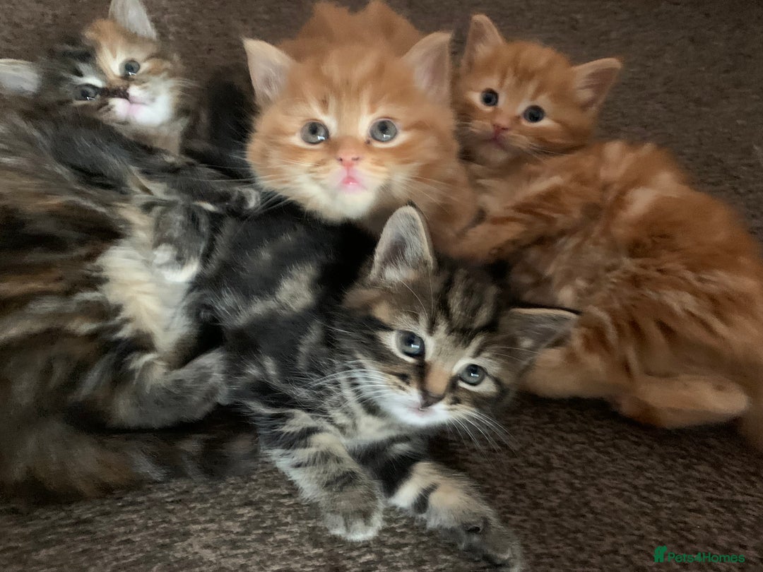 Turkish Angora cats for sale: Turkish Angora kittens - 2 left - Image 6