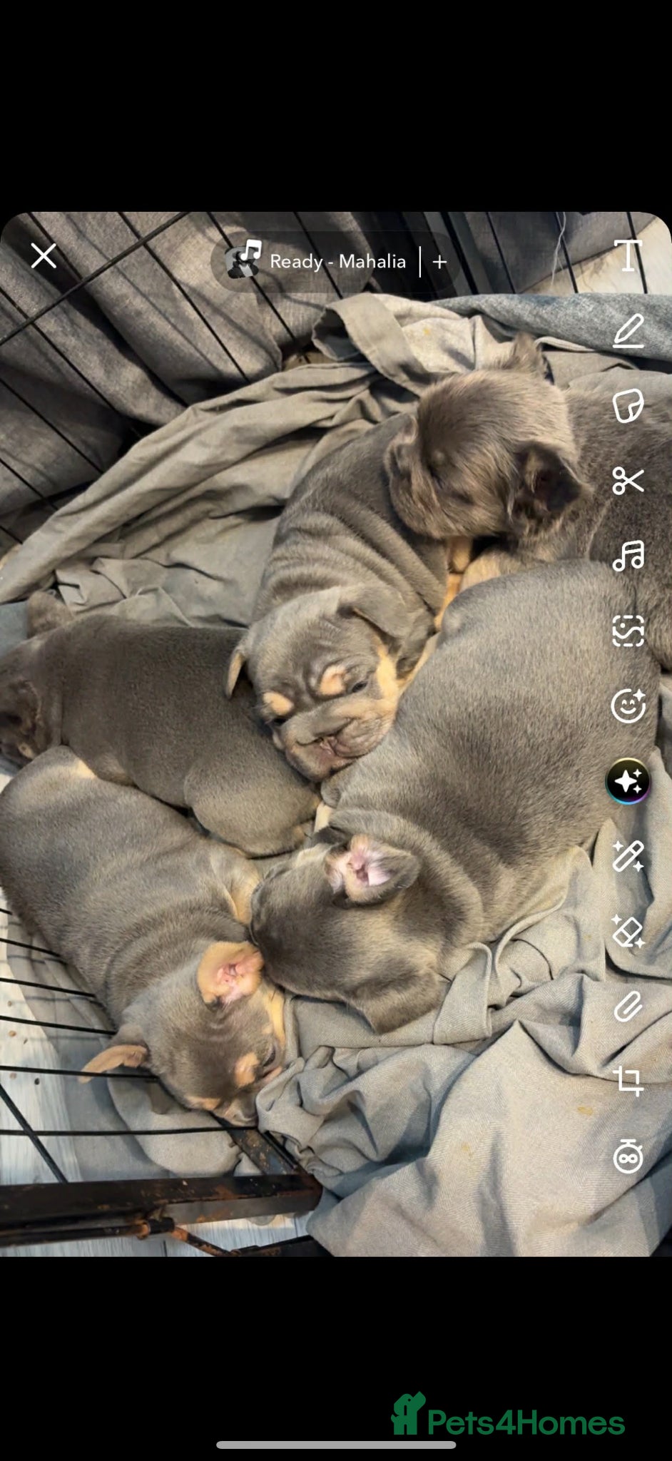 French Bulldog dogs French bulldogs  - Advert 2