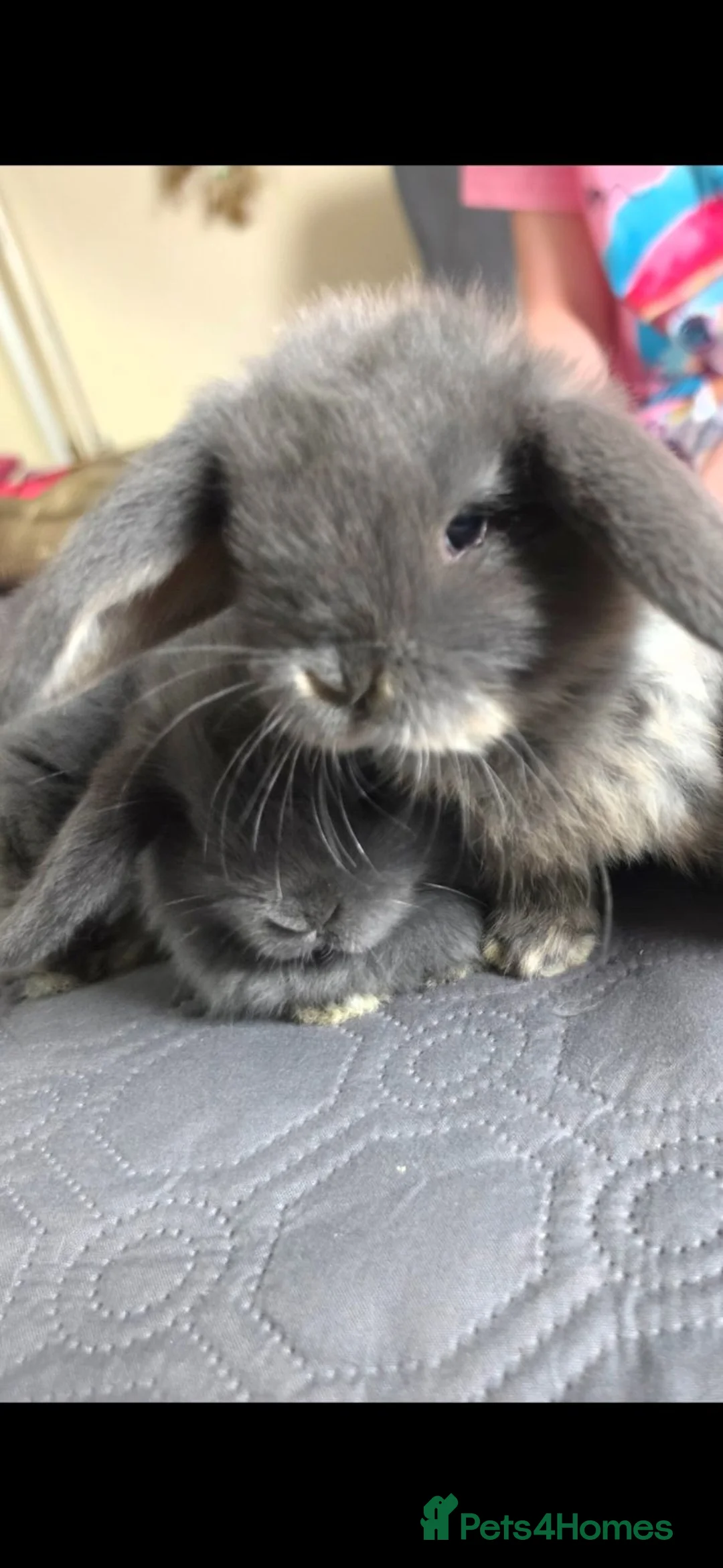 Mini Lop rabbits for sale: Circle of life Bunnies - Advert 2