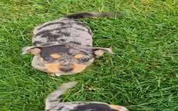 Jack Russell dogs for sale: GORGEOUS JACK RUSSELL PUPPIES  - Image 15