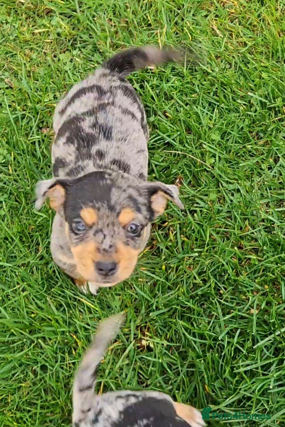 Jack Russell dogs for sale: GORGEOUS JACK RUSSELL PUPPIES  - Image 15
