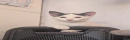Mixed Breed cats for sale: Beautiful Boys for sale (1 w/ heterochromia) - Advert 3