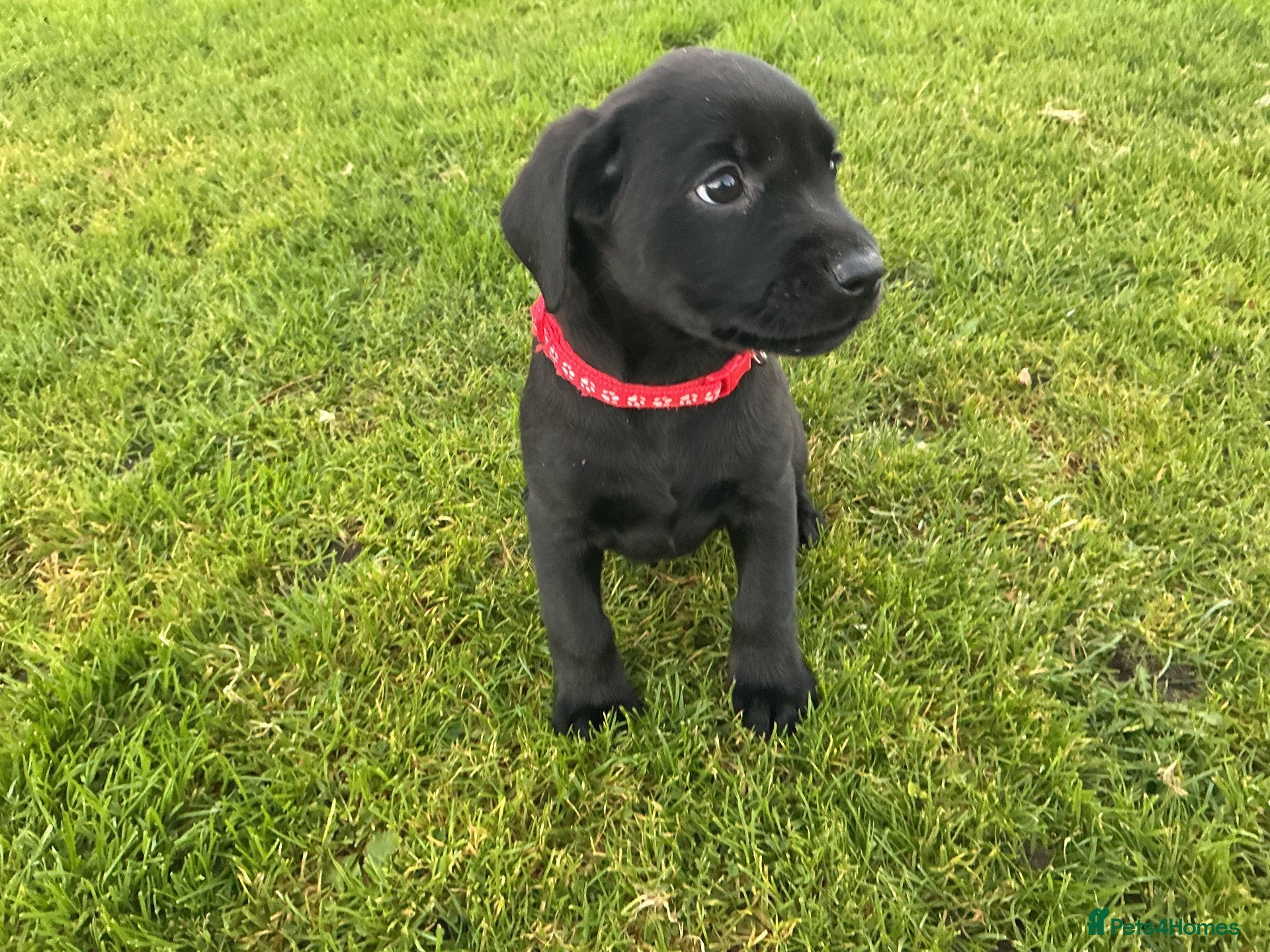 Labrador Retriever dogs LABRADOR PUPS. KC REG & COUNCIL LICENSED. 0%ROI - Advert 2