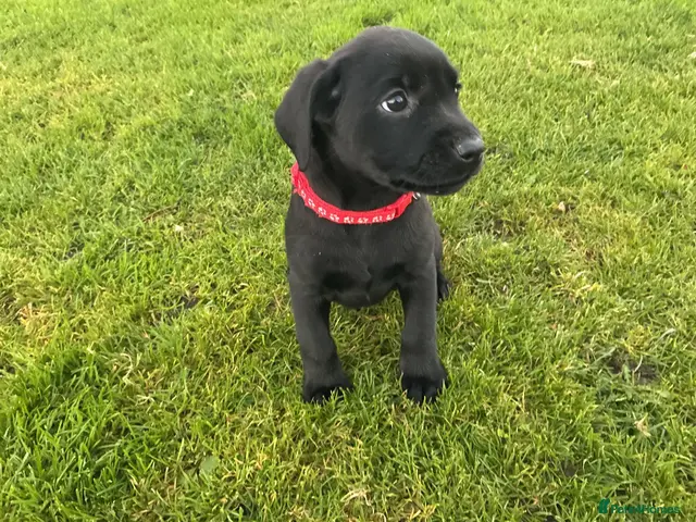 Labrador Retriever dogs for sale: LABRADOR PUPS. KC REG & COUNCIL LICENSED. 0%ROI - Advert 2