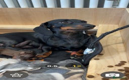 Miniature Dachshund dogs for sale: KC Registered Miniature Dachshund Puppies For Sale - Image 8