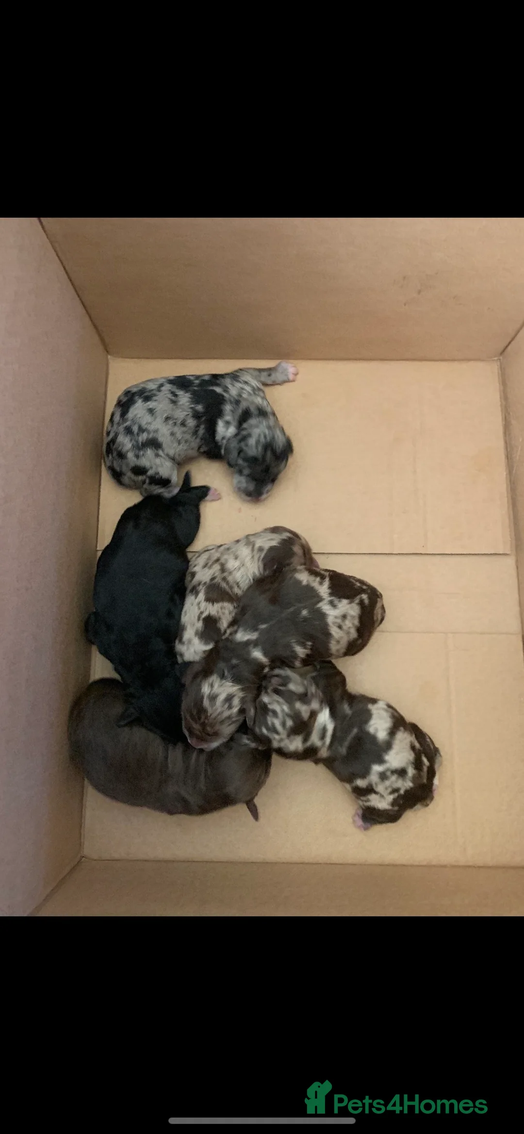 Miniature Poodle dogs for stud: Miniature poodle blue merle for stud in Bradford - Advert 7