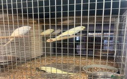 Budgerigars birds for sale: Budgies - Image 4