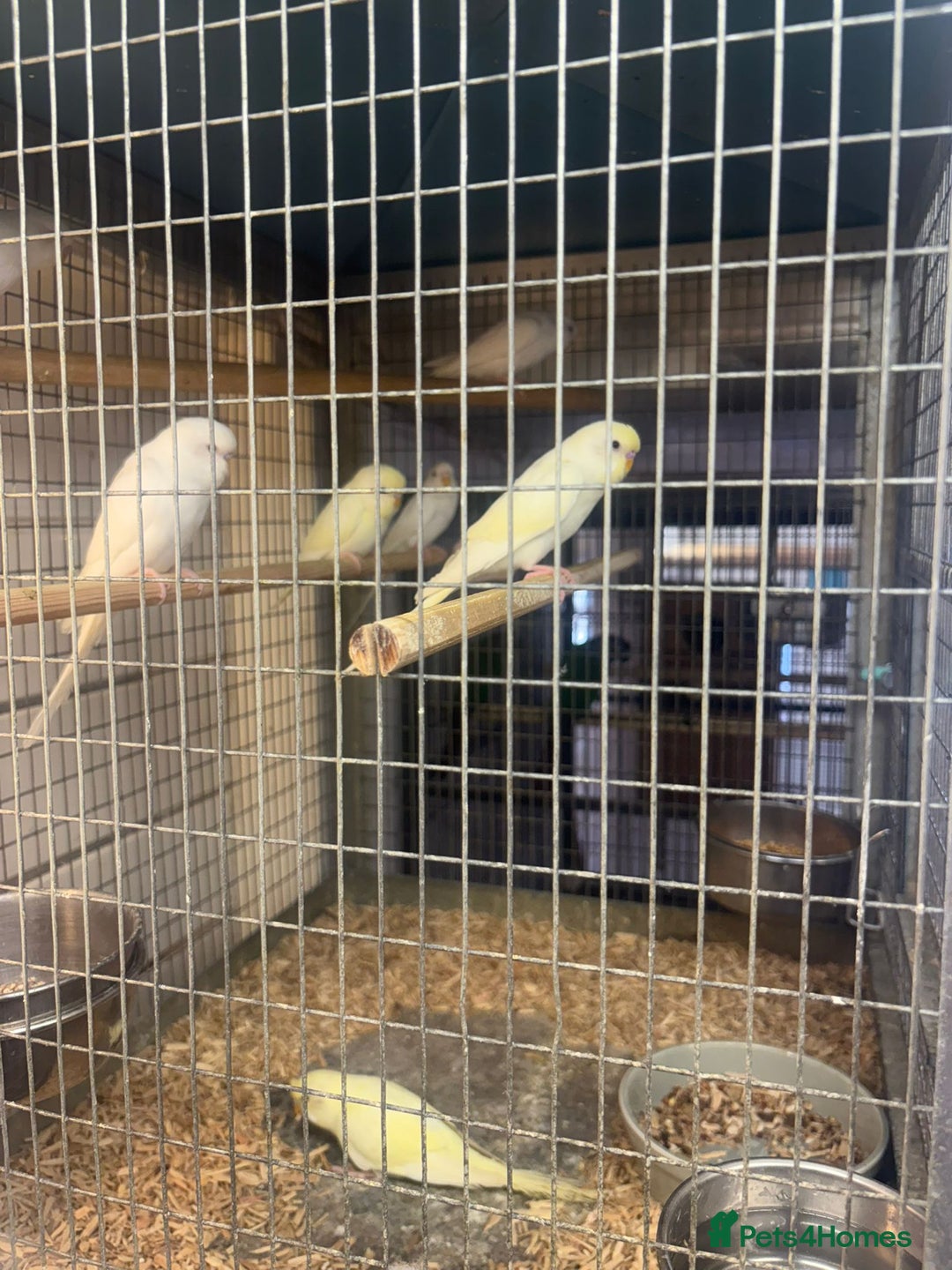 Budgerigars birds for sale: Budgies - Image 4