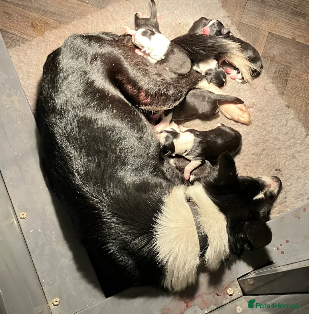 Border Collie dogs for sale: Stunning red and white long haired pups  - Advert 6