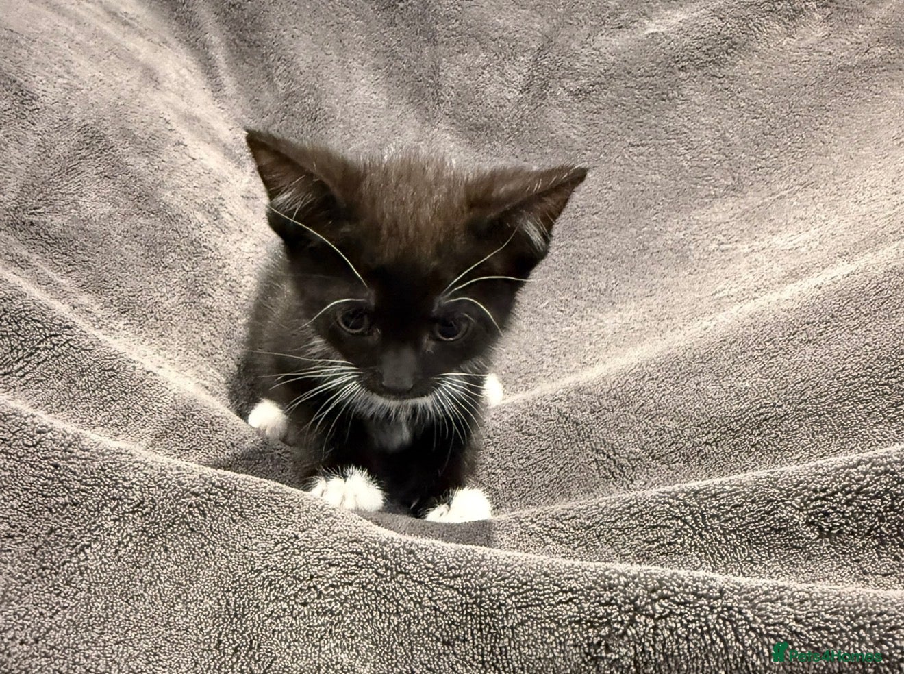 Mixed Breed cats READY NOW Girls - Advert 2