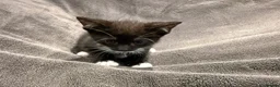 Mixed Breed cats for sale: READY NOW Girls - Advert 2