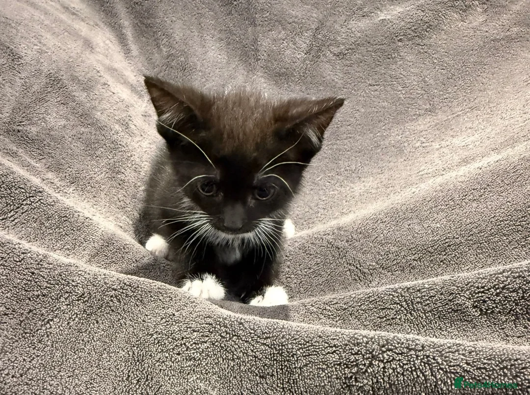Mixed Breed cats for sale: READY NOW Girls - Advert 2