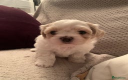 Malshi dogs for sale: Malshi puppies - Image 13