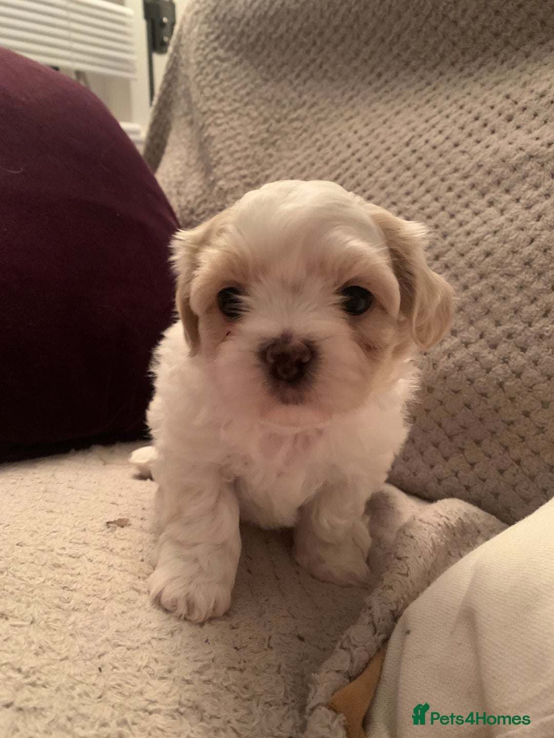 Malshi dogs for sale: Malshi puppies - Image 13