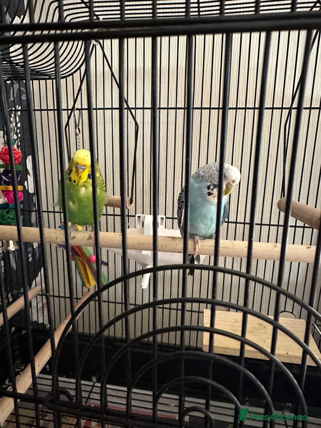 Budgerigars birds for sale: 2 budgies   - Advert 1