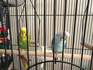 Budgerigars birds 2 budgies - Advert 3