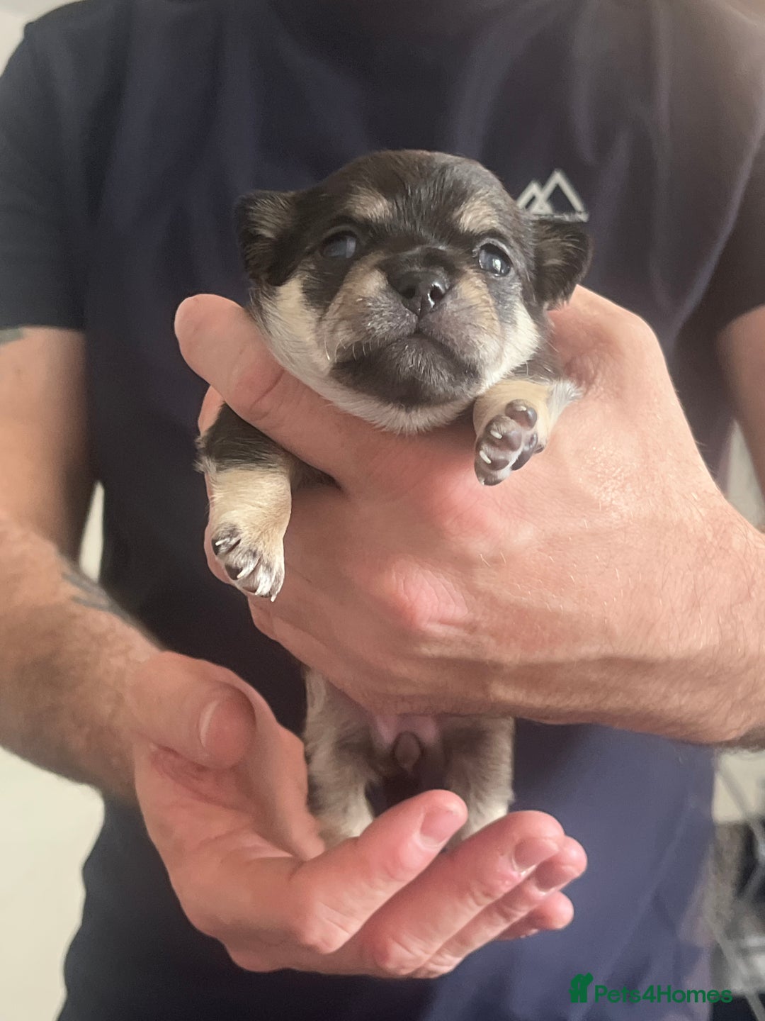 Mixed Breed dogs for sale: Chihuahua puppy’s  - Image 8