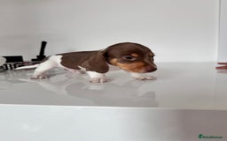 Miniature Dachshund dogs for sale: Kc registered mini Dachshund quality puppies  - Image 6