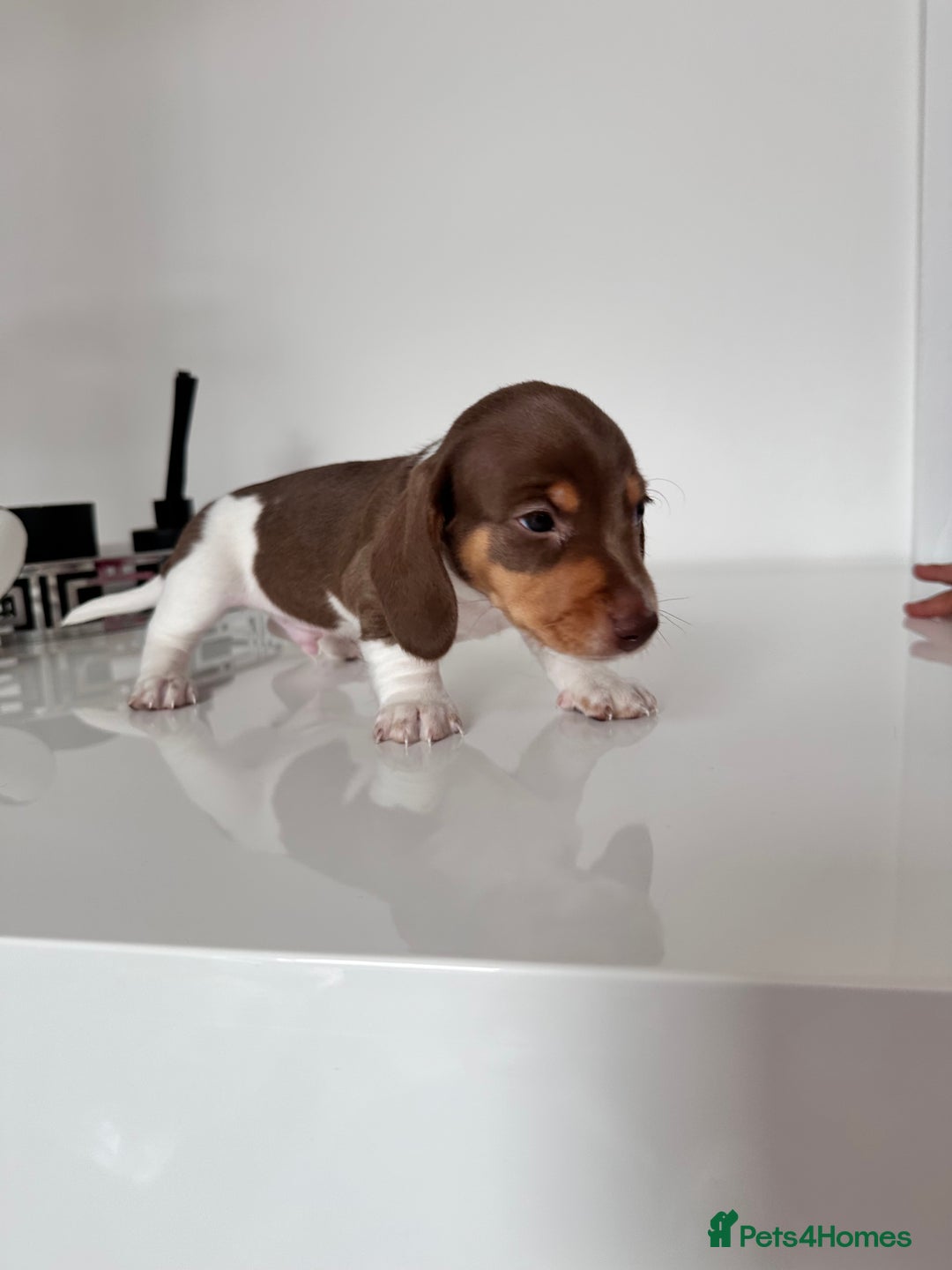 Miniature Dachshund dogs for sale: Kc registered mini Dachshund quality puppies  - Image 6
