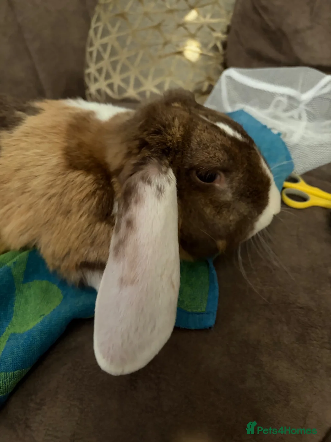 French Lop rabbits for sale: Gorgeous French lop - Advert 2