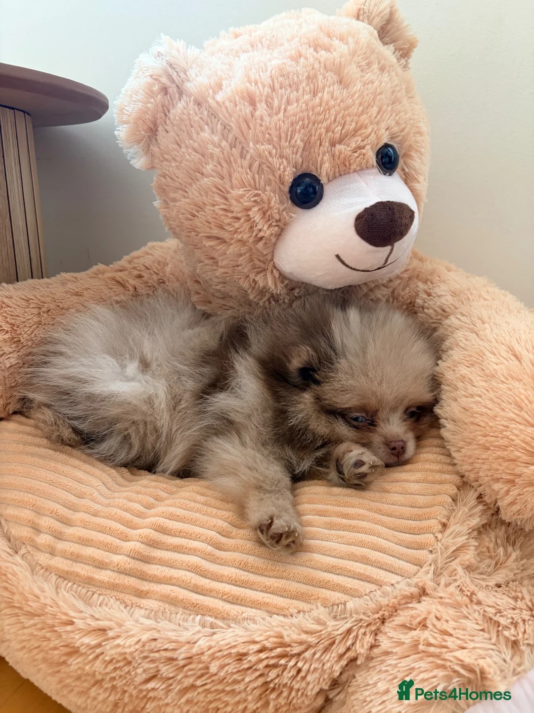 Pomeranian dogs for sale: Chocolate merle teddy bear Pom  - Advert 2
