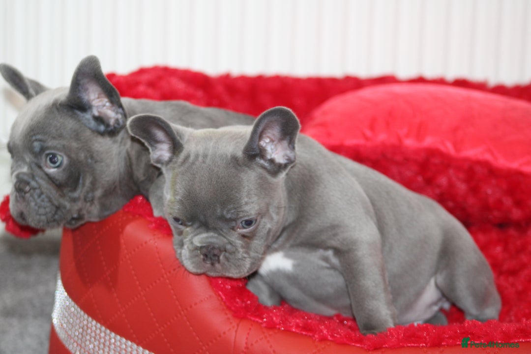 French Bulldog dogs for sale: Solid lilac French bulldog’s  - Advert 16