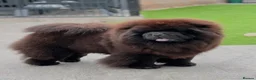 Chow Chow dogs for sale: Beautiful chow chow puppies  - Advert 7