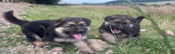 German Shepherd dogs for sale: Long haired German shepherd puppies  - Advert 13