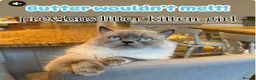 Ragdoll cats for sale: New Adorable and very fluffy pure Ragdoll kittens  - Advert 3