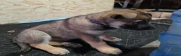 Belgian Shepherd Dog dogs for sale: Loyal Hearts & Bright Minds–Belgian Shepherds in Sheffield - Advert 4