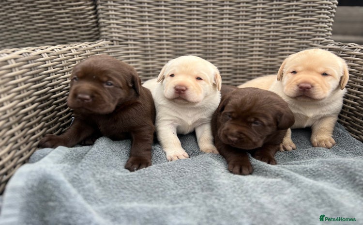 Labrador Retriever dogs - Advert 1